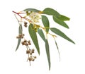 Blossoming eucalypt with dried fruits. Isolated on white background Royalty Free Stock Photo