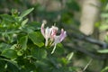 Blossoming european honeysuckle, Lonicera periclymenum