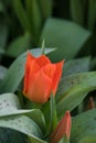 Blossoming Fashion red tulip, selective focus, spring postcard background concept. Royalty Free Stock Photo