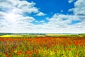 Blossoming field of poppies and perfect blue sky, with clouds. wonderful rural landscape. Royalty Free Stock Photo