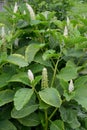 The blossoming Fitolakka edible drupaceous (Phytolacca acinosa Royalty Free Stock Photo