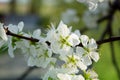 Blossoming fllowers on the branches Royalty Free Stock Photo