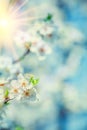 Blossoming flovers of cherry tree on blurred background of leave Royalty Free Stock Photo