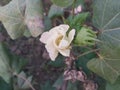 A Blossoming Flower Egyptian Cotton in the field Royalty Free Stock Photo