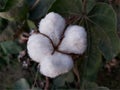 A Blossoming Flower Egyptian Cotton in the field Royalty Free Stock Photo