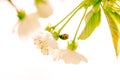 Blossoming flower and lady bird Royalty Free Stock Photo