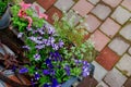 Blossoming flowerbeds in barrels and boxes