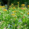 Blossoming flowerbeds in park