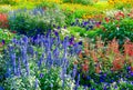 Blossoming flowerbeds Royalty Free Stock Photo