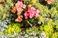 Blossoming flowerbeds in the park