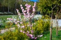 Blossoming flowering almond in summer garden