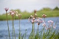 Blossoming flowering rush (Butomus umbellatus L.) about water Royalty Free Stock Photo