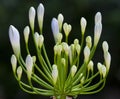 Blossoming flowers