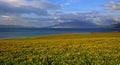 Blossoming flowers along the Alpine Lake