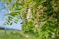 Blossoming flowers of black locust (Robinia pseudoacacia) hanging on tree branch in springtime