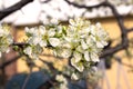 Blossoming branch plum, spring flowers in the garden Royalty Free Stock Photo
