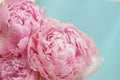 Blossoming flowers of peony bouquet of tender pink color on a blue background