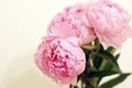 Blossoming flowers of a peony bouquet of tender pink color, left copy space for your text