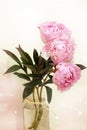 Blossoming flowers of peony bouquet of tender pink color are in a vase with water.