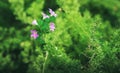 Blossoming flowers in pots. Royalty Free Stock Photo