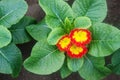 Blossoming flowers in pots. Royalty Free Stock Photo