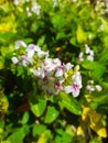 010 - White Pink Flowers