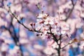 Blossoming flowers tree in park at early spring seson