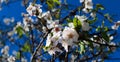 Blossoming flowers. Flowers of tree in spring with a beautiful composition of white flowers, darker branches, small green leaves
