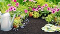 Blossoming flowers with watering can and gardening gloves in the garden banner with copy space. Planting flowering seedlings of Royalty Free Stock Photo