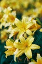 Blossoming flowers of the yellow daylilies close up Royalty Free Stock Photo