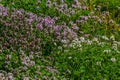 Blossoming fragrant Thymus serpyllum, Breckland wild thyme, creeping thyme, or elfin thyme close-up, macro photo. Beautiful food