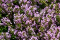 Blossoming fragrant Thymus serpyllum, Breckland wild thyme, creeping thyme, or elfin thyme close-up, macro photo. Beautiful food