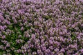 Blossoming fragrant Thymus serpyllum, Breckland wild thyme, creeping thyme, or elfin thyme close-up, macro photo. Beautiful food