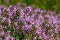 Blossoming fragrant Thymus serpyllum, Breckland wild thyme, creeping thyme, or elfin thyme close-up, macro photo. Beautiful food