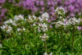 Blossoming fragrant Thymus serpyllum, Breckland wild thyme, creeping thyme, or elfin thyme close-up, macro photo. Beautiful food