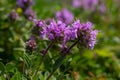 Blossoming fragrant Thymus serpyllum, Breckland wild thyme, creeping thyme, or elfin thyme close-up, macro photo. Beautiful food