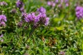 Blossoming fragrant Thymus serpyllum, Breckland wild thyme, creeping thyme, or elfin thyme close-up, macro photo. Beautiful food