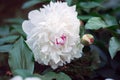 A blossoming fragrant white flower, a peony, in the summer on a Royalty Free Stock Photo