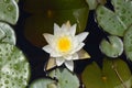 White Water Lily Royalty Free Stock Photo