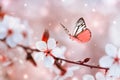 Blossoming cherry branches with white flowers and flying butterfly in spring on pink background. Beautiful nature landscape