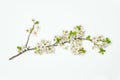 Blossoming fruit branch on isolated on white, spring flowers as graphic resources for designers