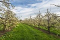 Orchard of blooming fruit trees, Canton Thurgau, Switzerland Royalty Free Stock Photo