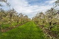 Orchard of blooming fruit trees, Canton Thurgau, Switzerland Royalty Free Stock Photo