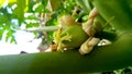 Blossoming fruit of a papaya