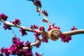 Blossoming fruit tree in spring, tree branch with flowers. snail on a tree Royalty Free Stock Photo