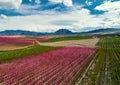 Blossoming fruit trees in Cieza