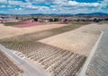 Blossoming fruit trees in Cieza in th