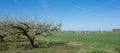 blossoming fruit trees and grazing cows in betuwe near tiel and geldermalsen