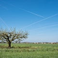 blossoming fruit trees and grazing cows in betuwe near tiel and geldermalsen