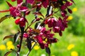 Blossoming garden in the spring. Apple tree royalty